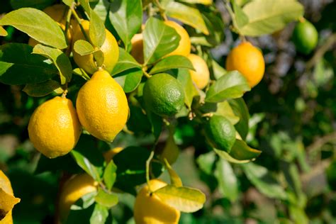 Citrus Napic vs. Traditional Citrus: What Sets it Apart?